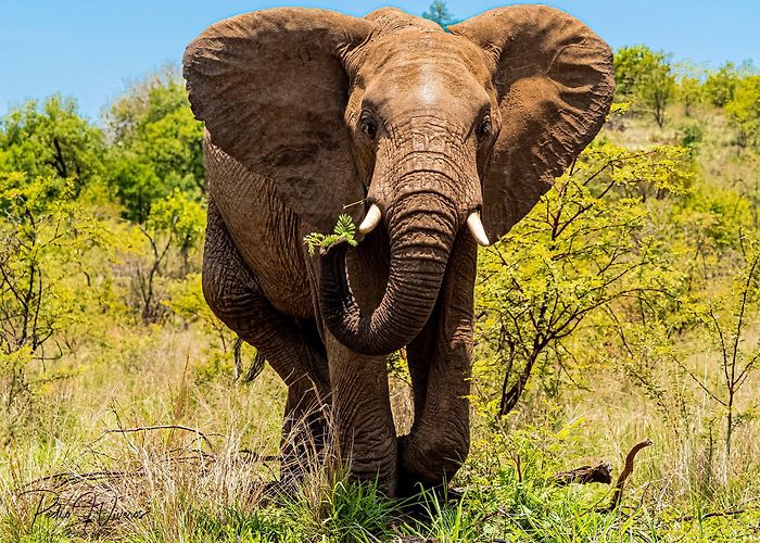 Pilanesberg National Park photo