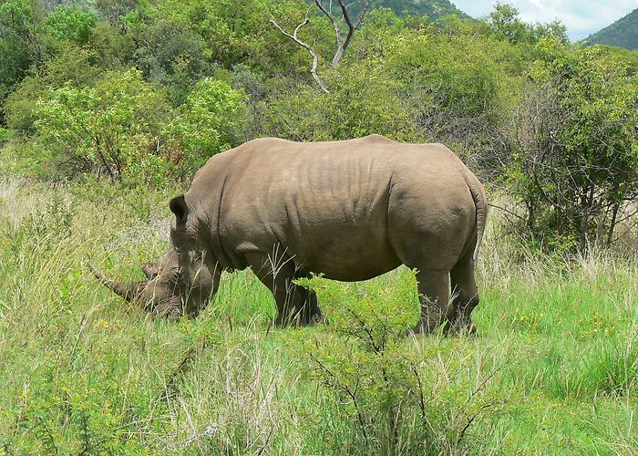 Pilanesberg National Park photo