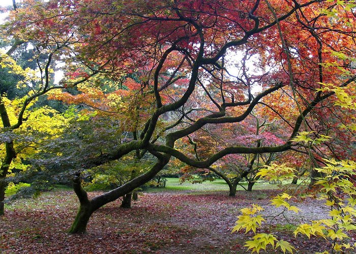 Westonbirt Arboretum Things to do in the Cotswolds this autumn | Bolthole Retreats photo