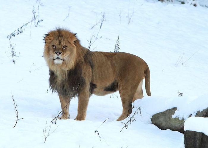 Zoo Wuppertal Green Zoo Wuppertal | Die Bergischen Drei photo