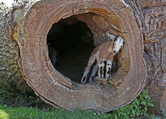 Erlebniswelt Seeteufel Tier- und Erlebnispark Seeteufel in Studen | Famigros photo
