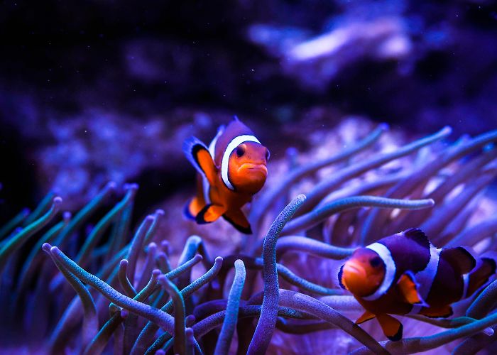 Aquarium de Canet-en-Roussillon AQUARIUM | CANET-EN-ROUSSILLON | Aquarium - Vivarium, Auditorium ... photo