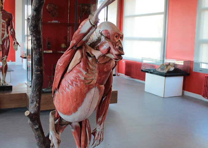 Montpellier Anatomy Museum MUSEUM AND CONSERVATORY OF ANATOMY (Montpellier) | Montpellier Tourism photo