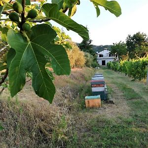 Bed and Breakfast Naturaliterre Bnb - Microfattoria Dovadola Exterior photo