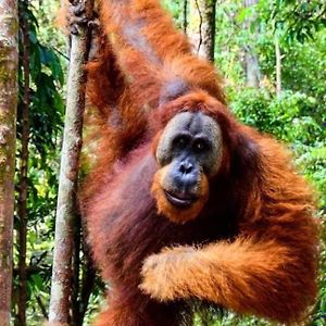 Orangutan Trekking Lodge Букит-Лаванг Exterior photo