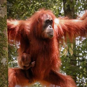 Отель Sumatra Jungle Trek In & Orangutan Trips Букит-Лаванг Exterior photo