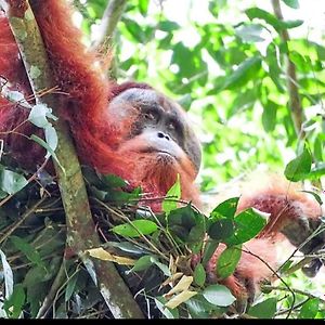 Sumatra Treking Lauser Park Букит-Лаванг Exterior photo