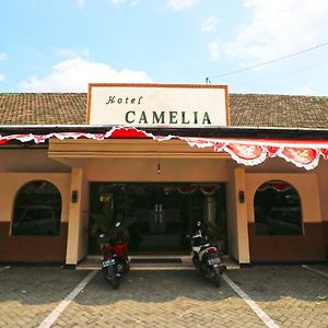 Hotel Camelia Маланг Exterior photo